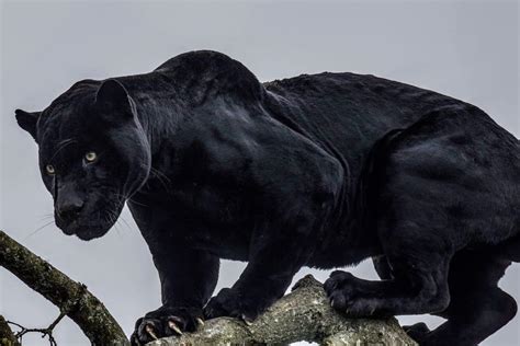 the animal black panther facts|are black panthers fast.